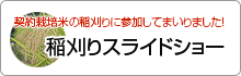 稲刈りスライドショー