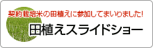 田植えスライドショー