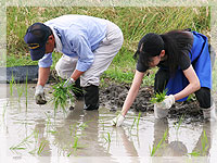 田植え